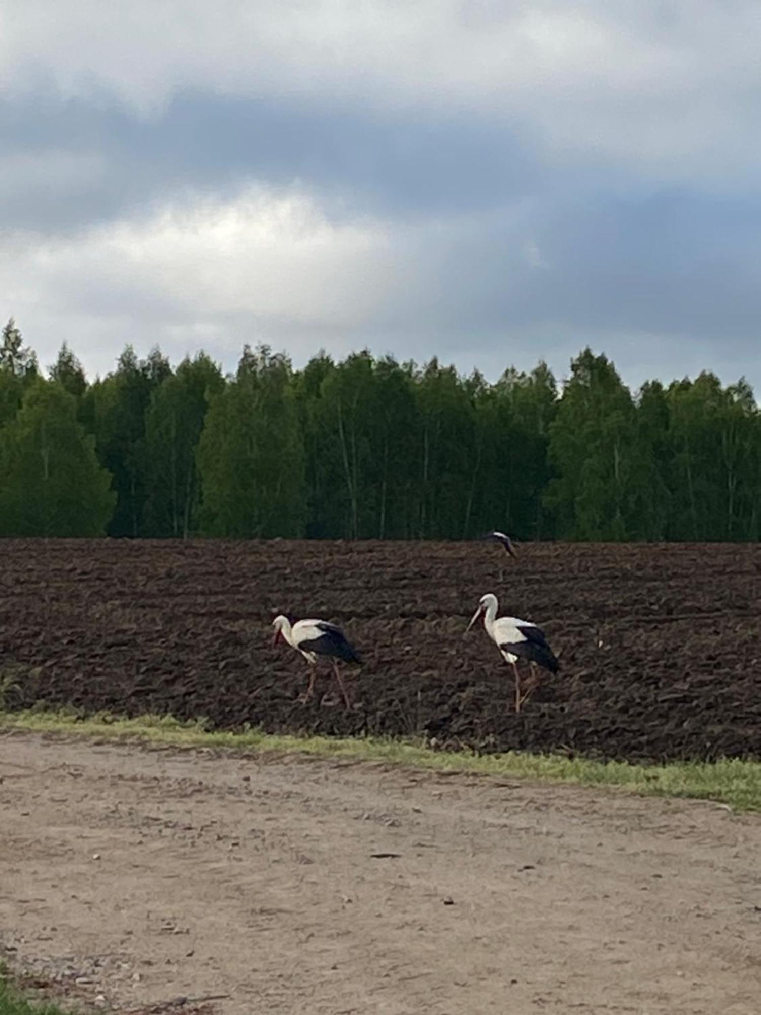 Mazurska Stodola Na Polwyspie Pilchowskim Pilchy Exterior foto